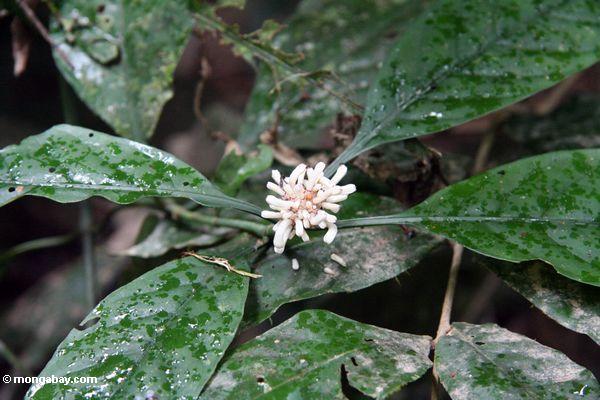 Flores brancas de um shrub da floresta de chuva
