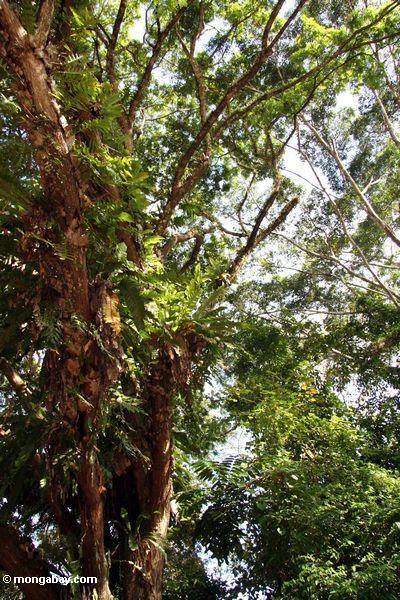 Farne und andere epiphytes in einem überdachungbaum