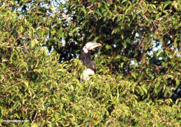 Hornbill Pied no alto de uma árvore do dossel de floresta da chuva