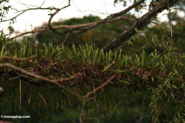 epiphyes, растущий на дереве конечностей