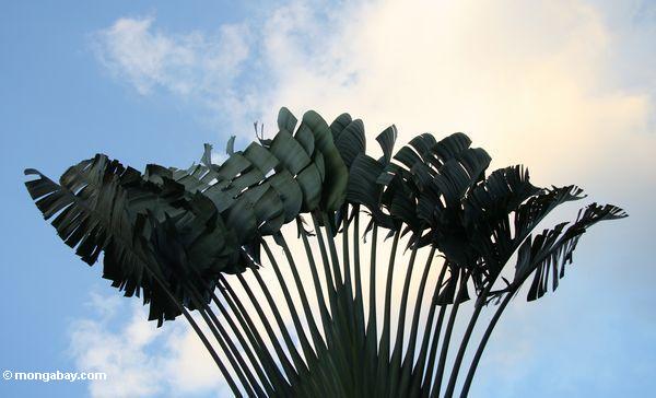 Palme des Reisenden auf den Boden Taman Negara Erholungsort