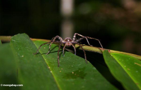 Dschungelspinne Malaysia
