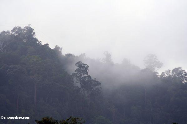 Vapor que levanta-se fora do cume da selva em Malaysia