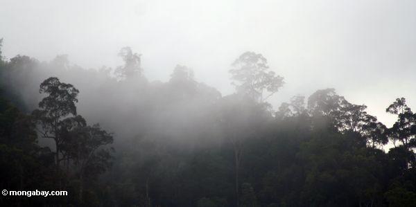 蒸気マレーシアでは森林に覆われた尾根から上昇