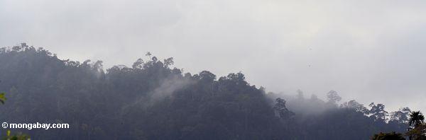 蒸気は、マレーシアの熱帯雨林での森林に覆われた尾根から上昇