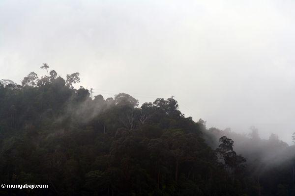 Das Steigen von einer bewaldeten Kante im Malaysia Dschungel Taman
