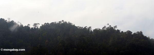 пара растет покинуть тропических лесов в Малайзии