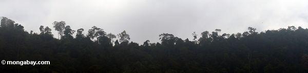 Vapor que levanta-se fora de mais rainforest em Malaysia