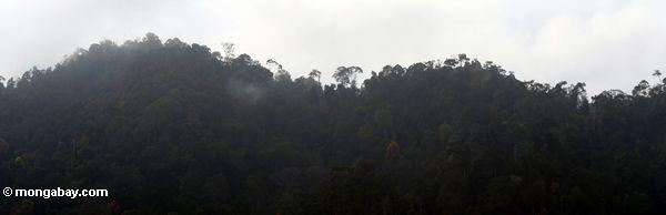 蒸気マレーシアの熱帯雨林を上昇