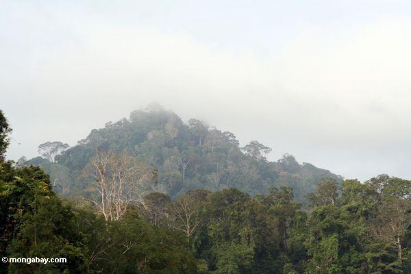 Bewaldete Hügel Taman Negara