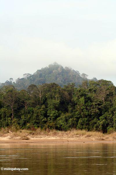 Rainforest bedeckte Hügel Taman Negara