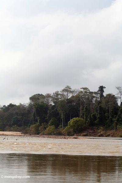 とtembeling川の熱帯雨林