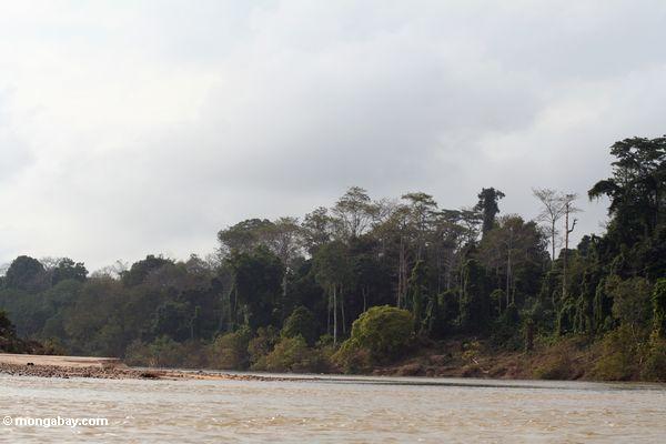 Regenwald und der Tembeling Fluß