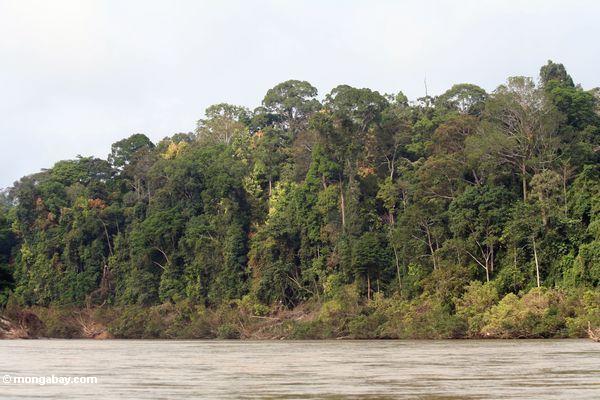 Floresta de chuva do rio de Tembeling
