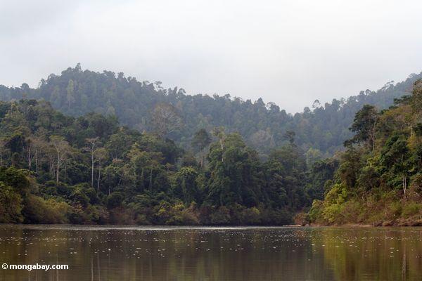 タマンネガラの熱帯雨林覆われた丘