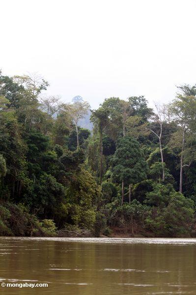 Rainforest und der Tembeling Fluß