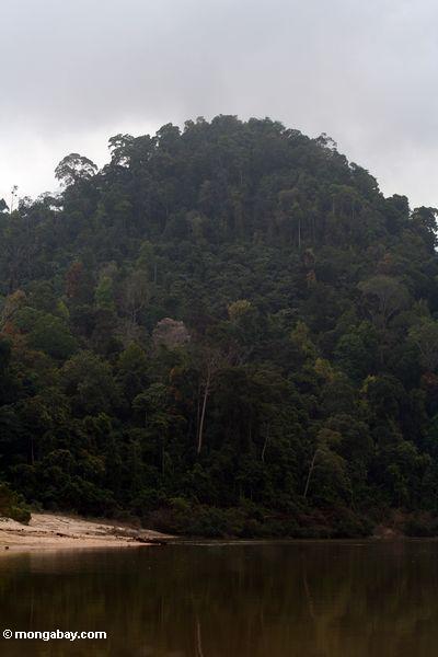 タマンネガラ近くの森林に覆われた山