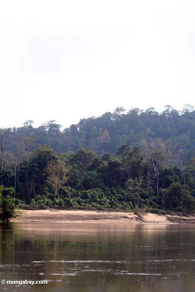 Rainforest entlang dem Tembeling Fluß