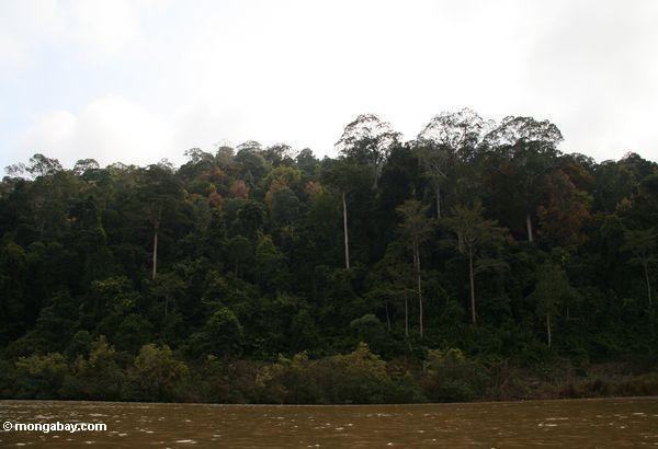tembeling川沿いの熱帯雨林