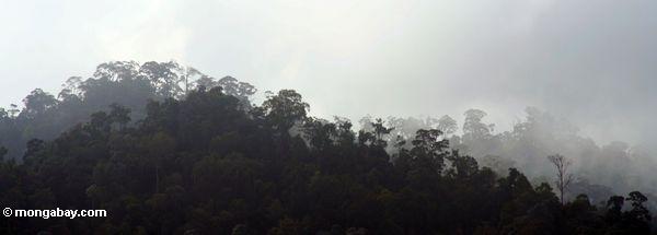 Forêt tropicale sur l'arête