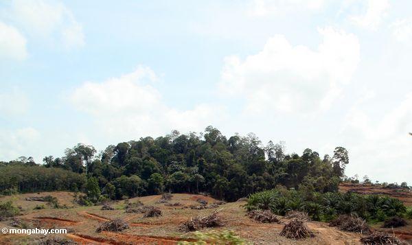 Abholzung in Malaysia