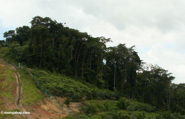 Deforestation para a palma de óleo