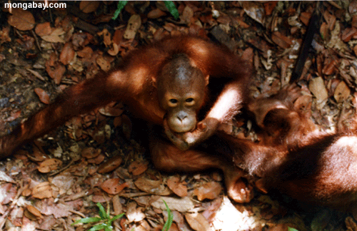 Orangutan - Sepolik Rehab