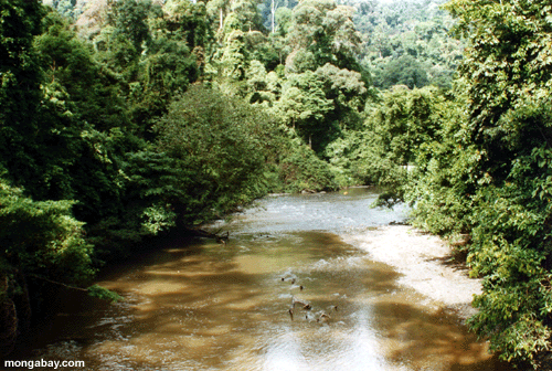 Borneo Fluß (Sabah)