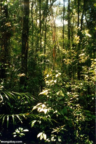 Kinabalu rainforest in Borneo