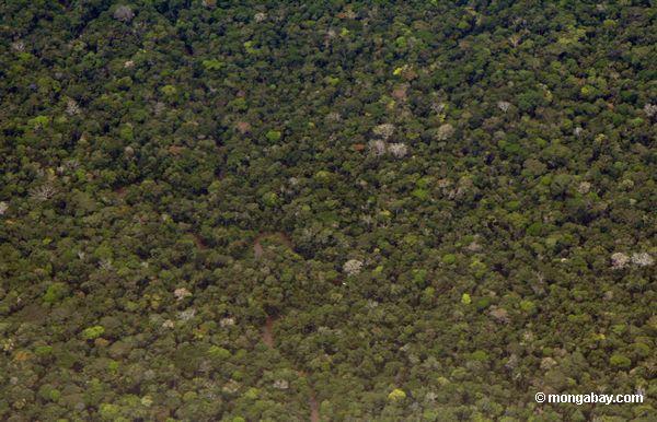 Luftabbildung von kleinem Fluß laufend unter den Waldhimmel im Amazonas