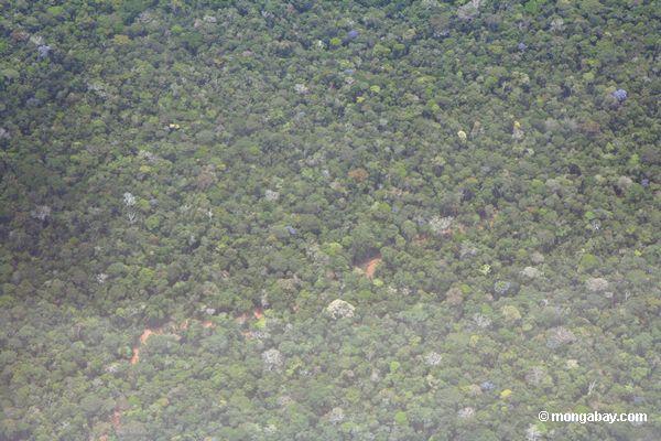 Vista aérea da estrada registrando abaixo do dossel de floresta da chuva