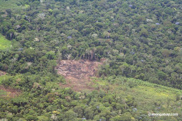 Luftaufnahme des rainforest Schnittes für Erwerbsmittellandwirtschaft