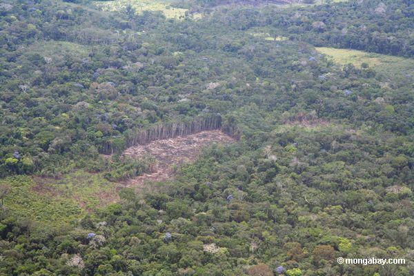熱帯雨林のセクションの上からの眺め自給自足農業に倒れる