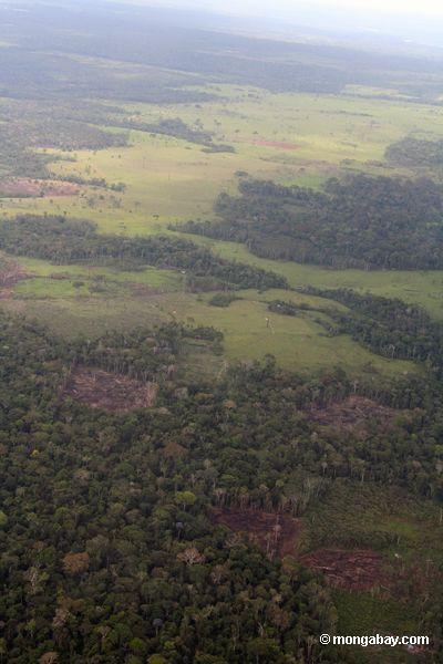 Abschnitte des Regenwaldschnittes für Schrägstrich-und-brennen Landwirtschaft und Vieh weidet