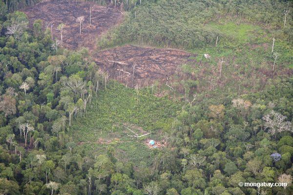 Abschnitte des Regenwaldschnittes für Schrägstrich-und-brennen Landwirtschaft
