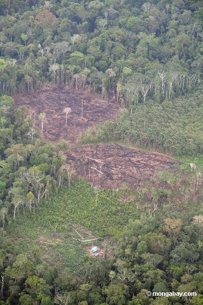 Blöcke von rainforest razed für Schrägstrich-und-brennen Landwirtschaft im peruanischen Amazonas