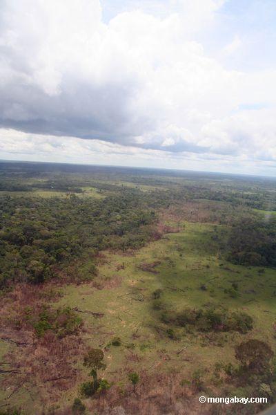 Vegetation und Sekundärwald nach Abholzung im peruanischen Amazonas scheuern