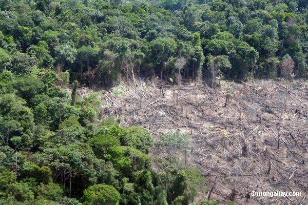 La vista de arriba del claro-corte para raya-y-se quema agricultura en el Amazon peruano