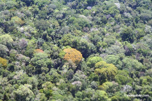 Аэрофотоснимок цветения деревьев в тропических лесах купол