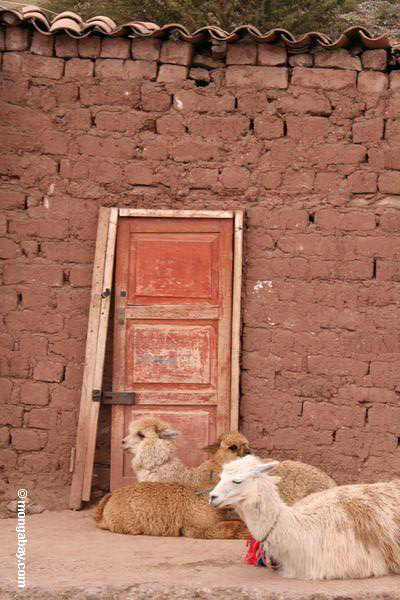 Llama, Schaf, Alpaka vor Ziegelsteinhaus mit roter Tür