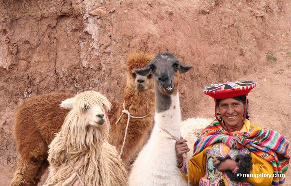 Frau mit Llama, Schaf, Alpaka