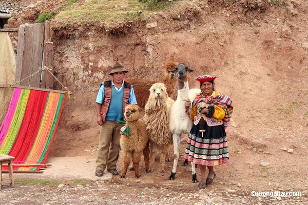 Familie mit Llama, Schaf, Alpaka