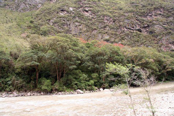 Árvores florescendo do vermelho ao longo do rio de Urubamba