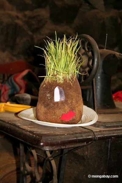 „Wirklicher“ Herr Potatohead, das Andenkartoffel Peru