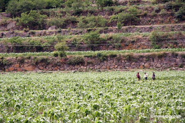 Fazendeiros Andean que trabalham o campo do maize