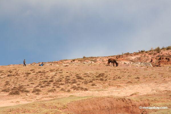 Esel in der Cuzco Landschaft
