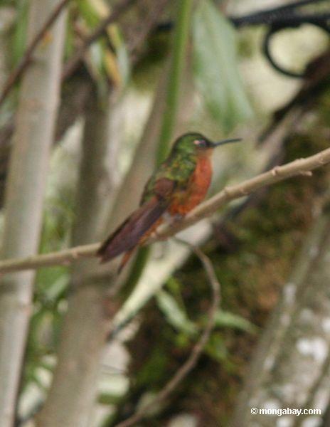 O hummingbird do matthewsii de Boissonneaua perched na árvore