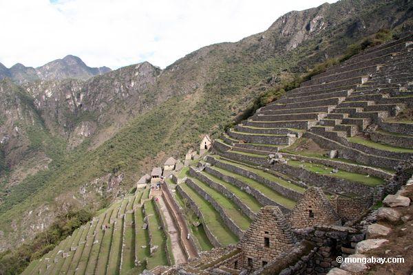 Terrassen bei Machu Picchu