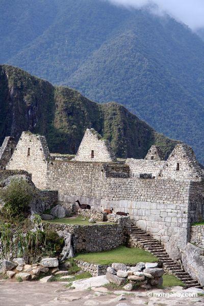 Llamas an den Ruinen von Machu Picchu
