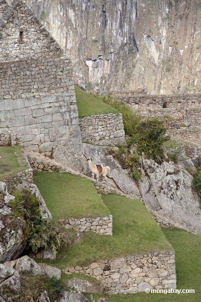 Weißer Llama unter Ruinen bei Machu Picchu